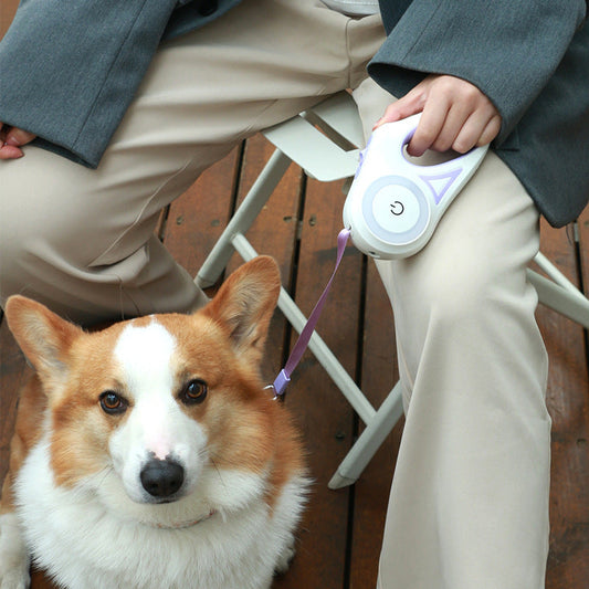 The Best Dog Harness Belt for All Breeds