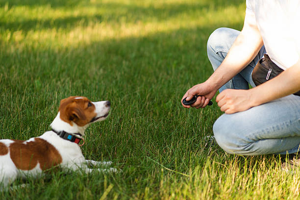 Dog using anti-bark device for quiet and safe walks, PetsPawzz Australia.