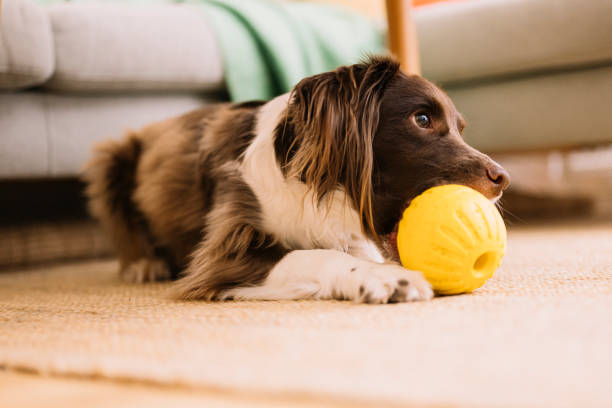 Interactive pet toys to keep dogs and cats happy, healthy, and entertained, PetsPawzz Australia.