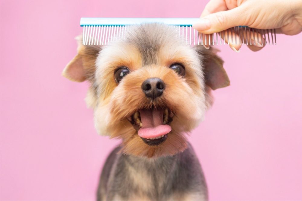 Keep your dog fresh, clean, and healthy with easy-to-use grooming essentials — brushes, shampoos, nail care, and everyday hygiene products made for happy pups