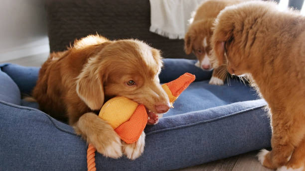 Dogs and cats playing with a variety of pet toys and accessories, PetsPawzz Australia.